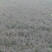 红叶小檗苗30~40cm包指导基地直发包成活