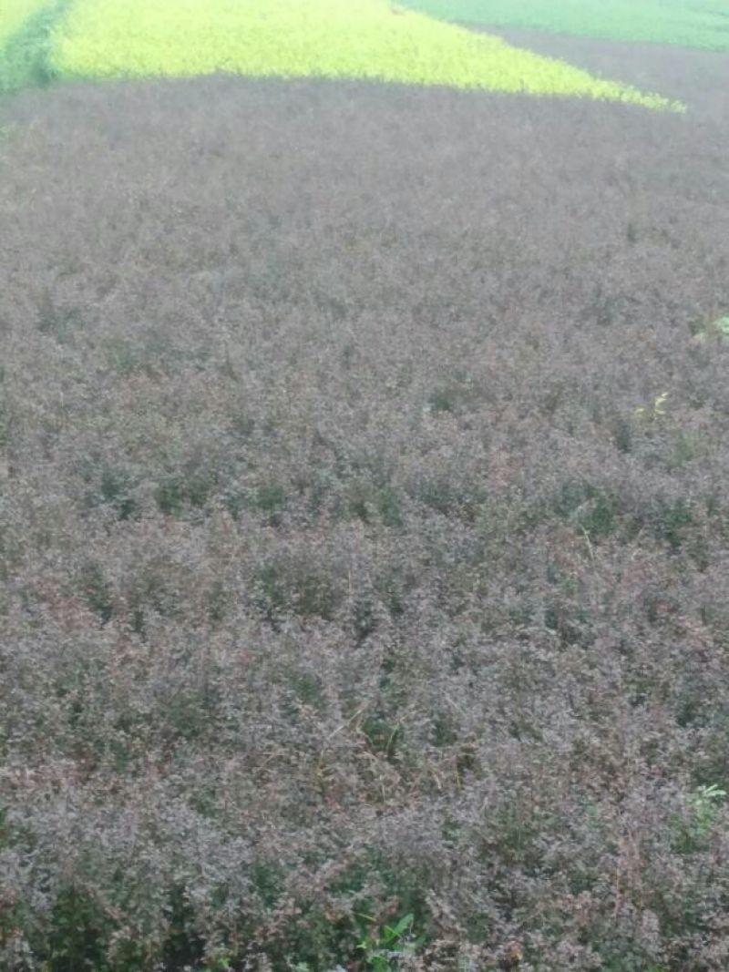 红叶小檗苗30~40cm包指导基地直发包成活