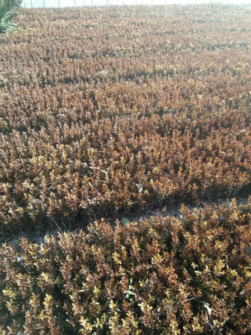 红叶小檗苗30~40cm包指导基地直发包成活
