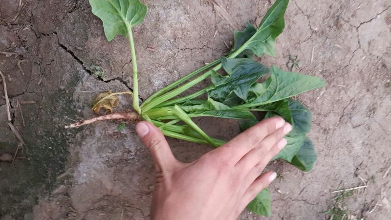 菠菜15~20厘米
