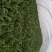 菠菜15~20厘米
