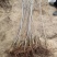矮化樱桃苗2年80cm以上