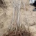 矮化樱桃苗2年80cm以上