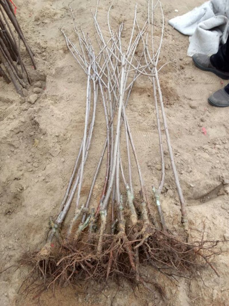 矮化樱桃苗2年80cm以上