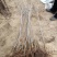 矮化樱桃苗2年80cm以上