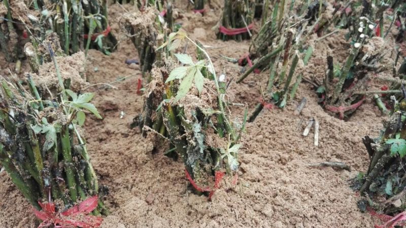 掌叶覆盆子红树莓种苗基地直供