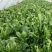 菠菜15~20厘米