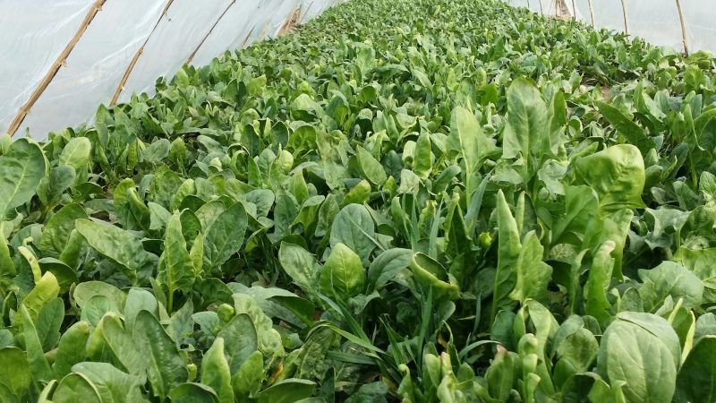 菠菜15~20厘米