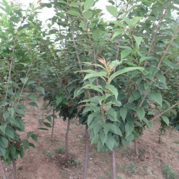 樱花6~8cm早樱晚樱花日本樱花苗量大优惠