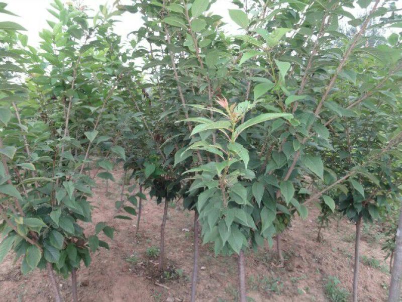 樱花6~8cm早樱晚樱花日本樱花苗量大优惠