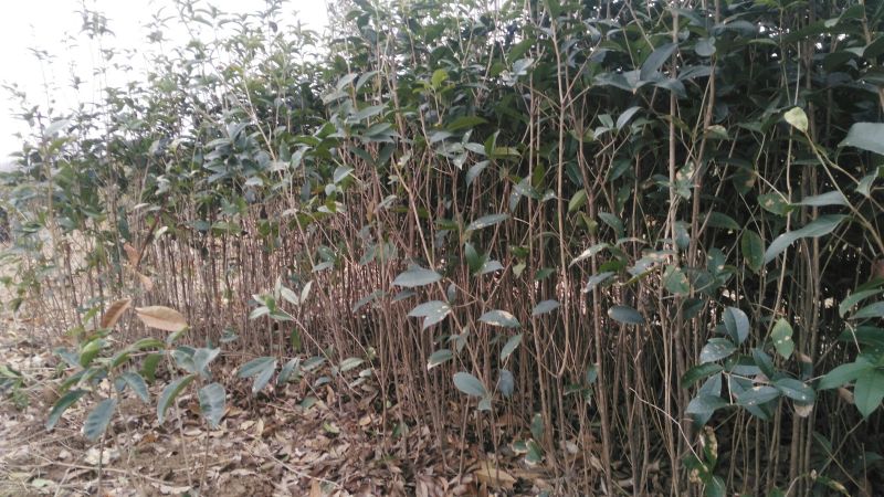 桂花苗80~120cm