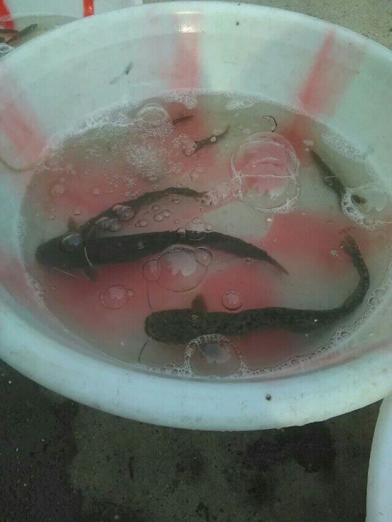 高背鲫食用