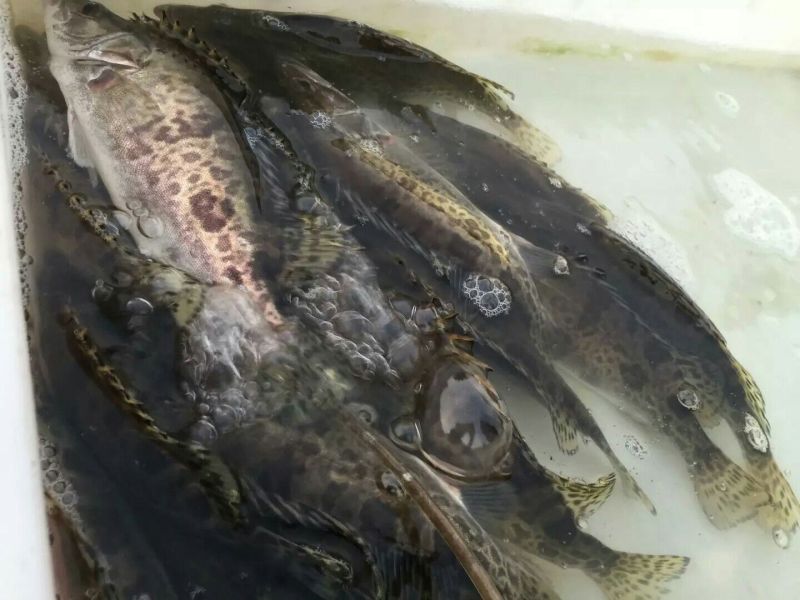 高背鲫食用