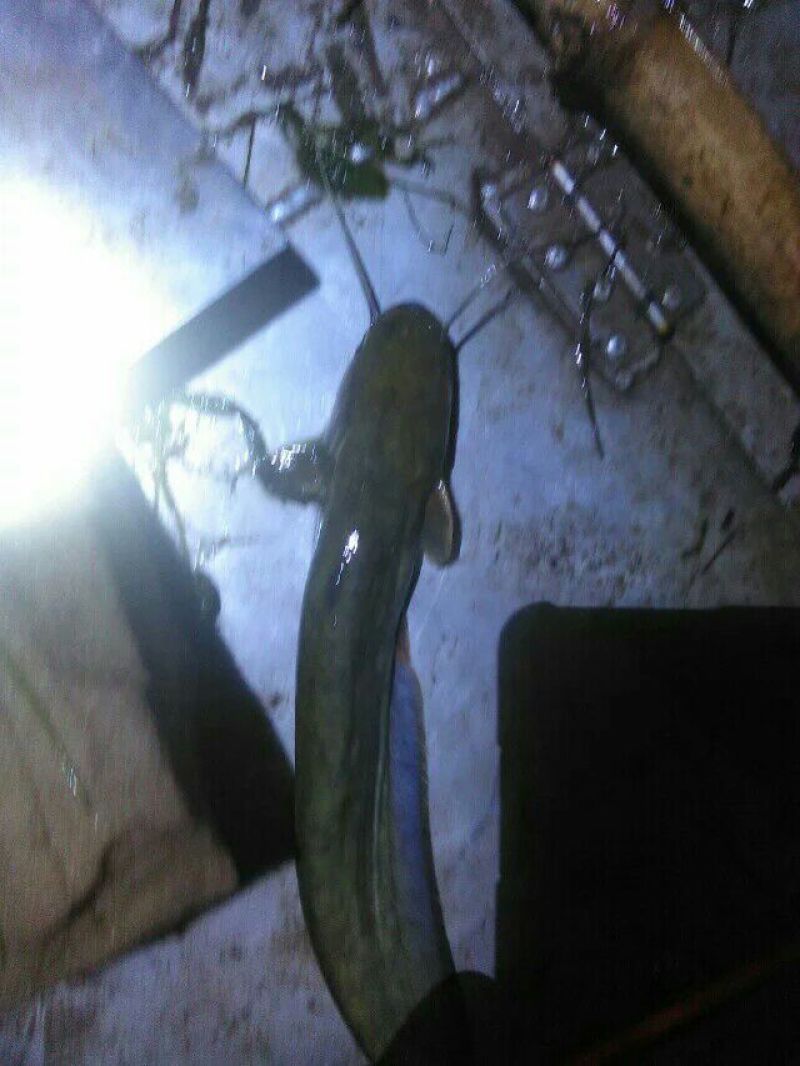 高背鲫食用