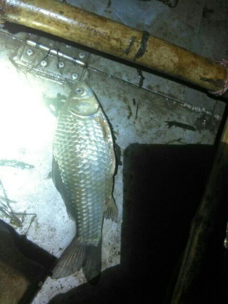 高背鲫食用