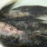 高背鲫食用