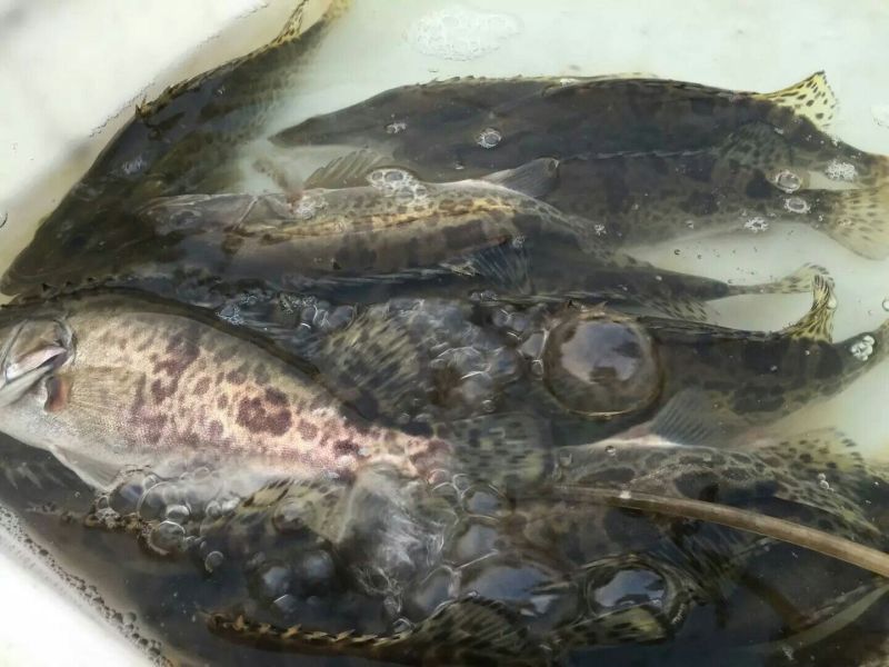 高背鲫食用