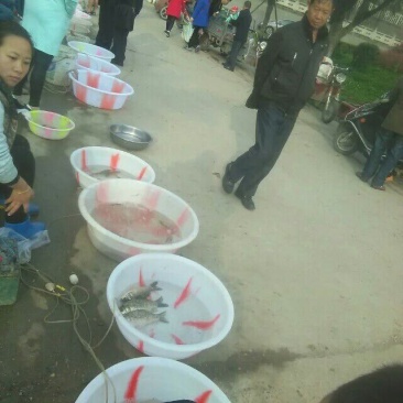 高背鲫食用