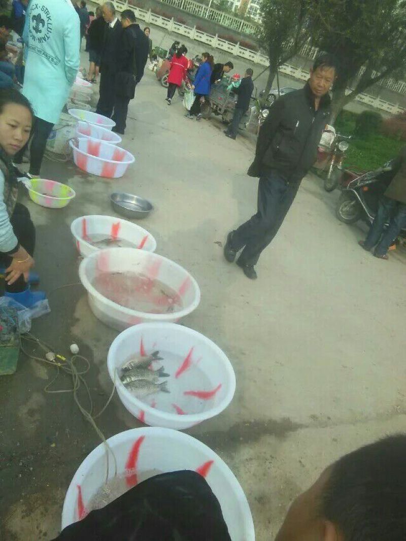 高背鲫食用