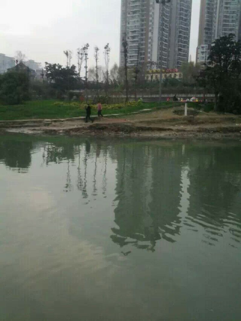高背鲫食用