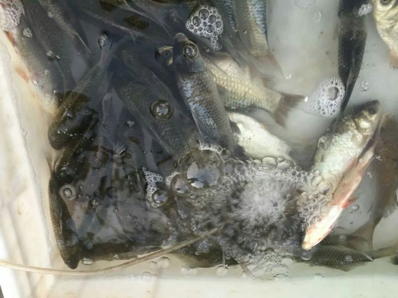 高背鲫食用