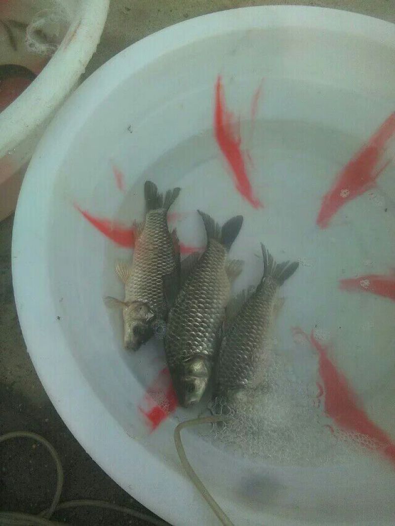 高背鲫食用