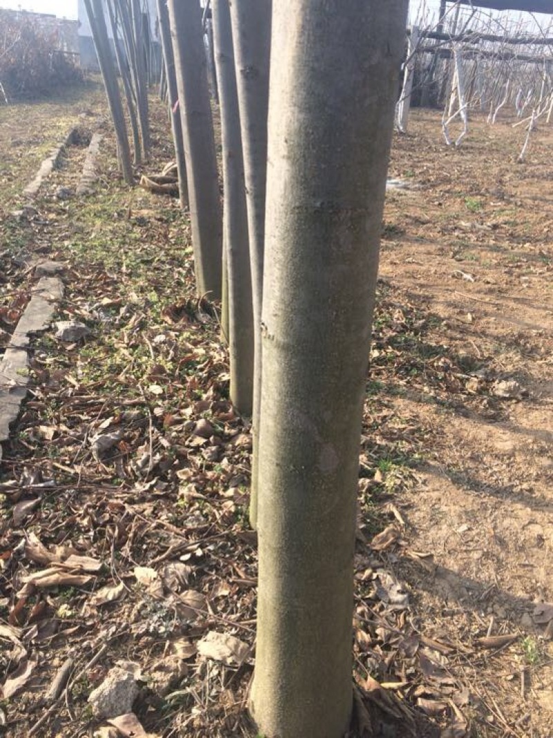 秋花栾树