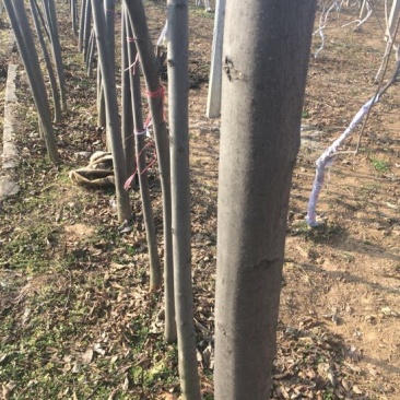 秋花栾树