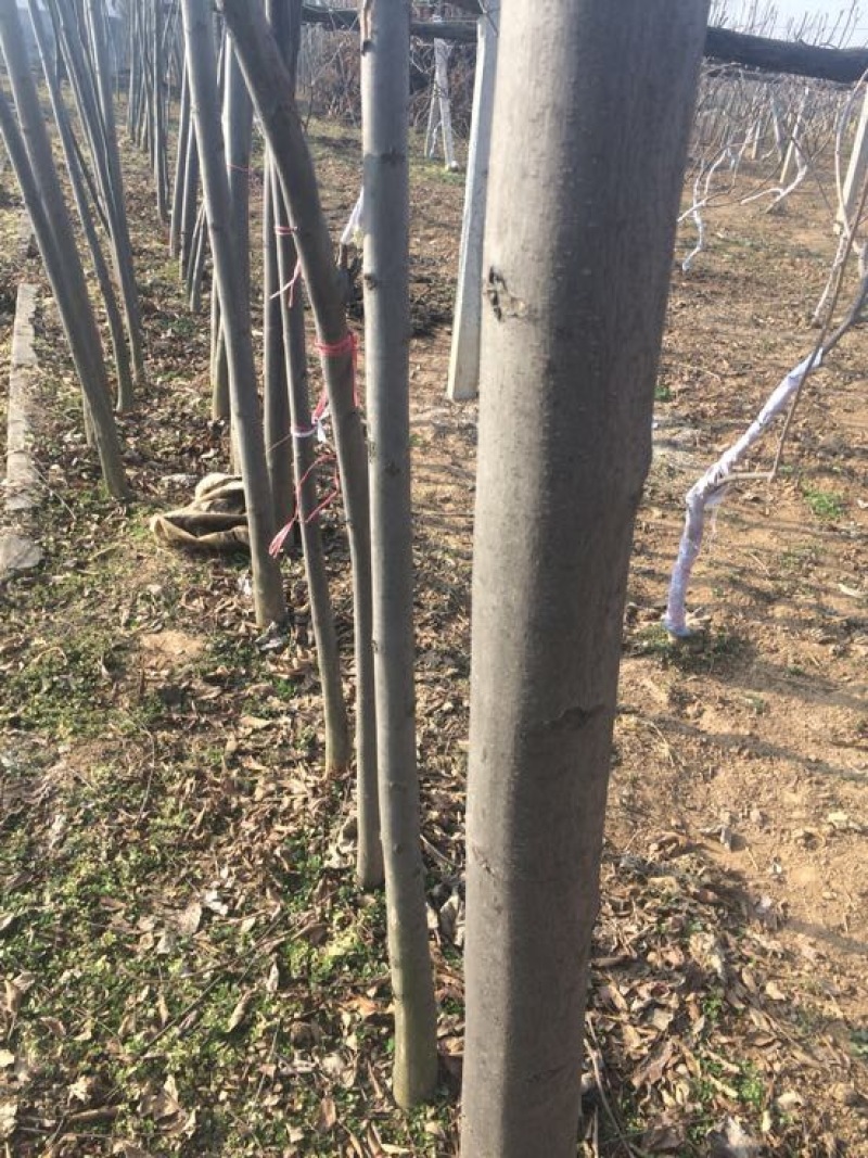 秋花栾树