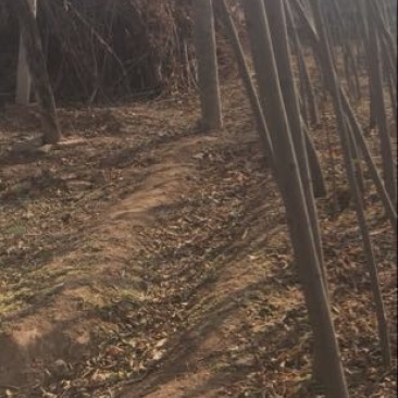 秋花栾树