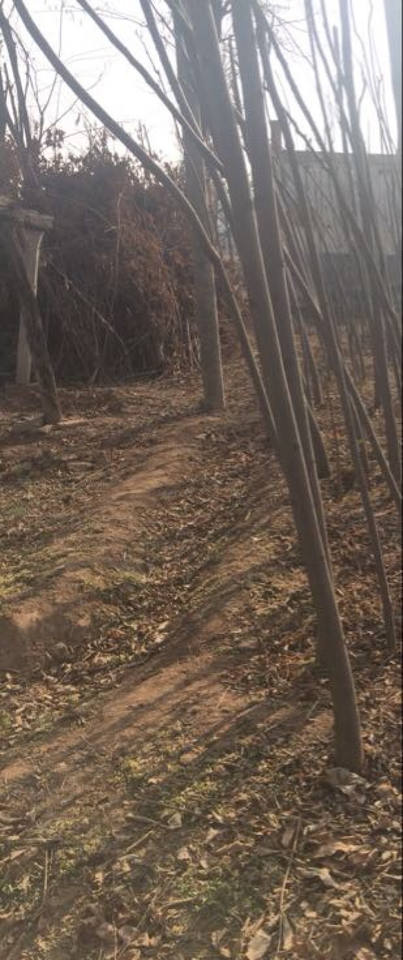 秋花栾树