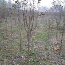 樱花树自家育苗基地品种质量保证根系发达种植面积300亩