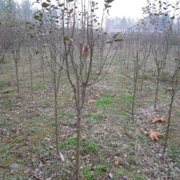 樱花树自家育苗基地品种质量保证根系发达种植面积300亩