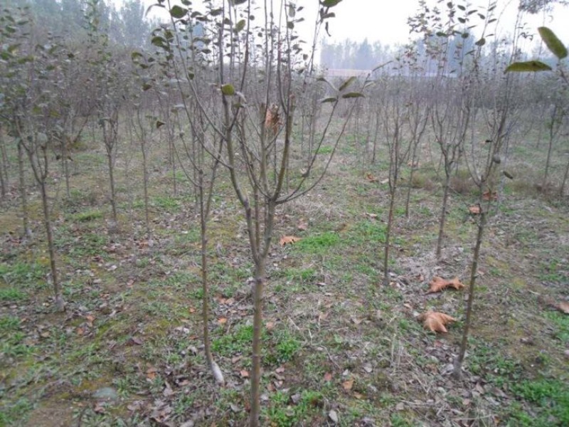 樱花树自家育苗基地品种质量保证根系发达种植面积300亩