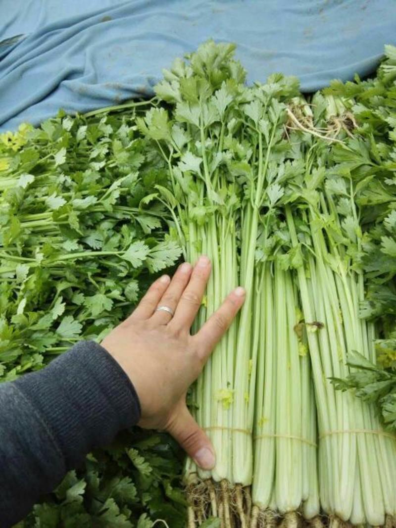 安徽省蚌埠市精品小香芹45cm以上，联系通过一亩田平