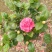 茶花树