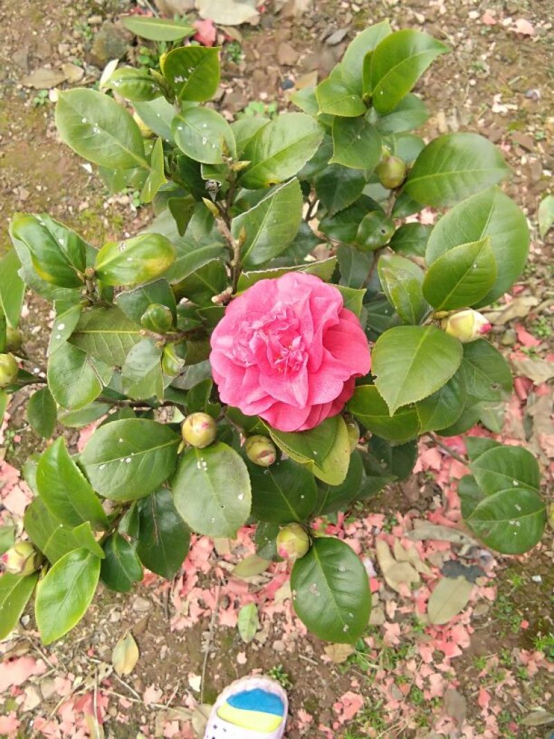 茶花树