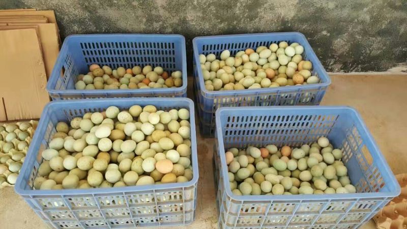绿壳鸡蛋食用50g以下
