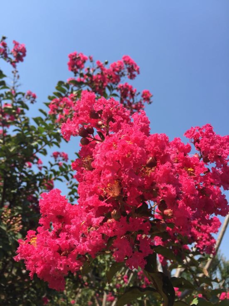 玫瑰红紫薇