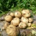 克新一号土豆通货2两以上