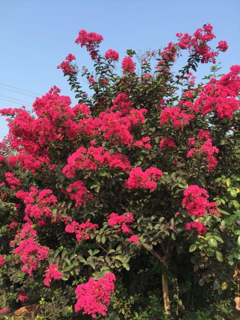 玫瑰红紫薇