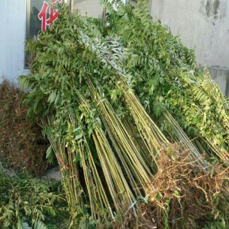 红油香椿苗大棚香椿苗香椿树苗规格齐全