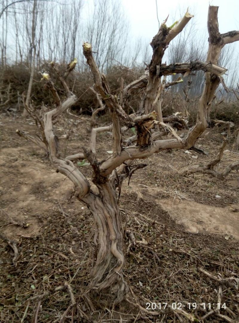 金银花占地金银花