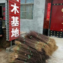 花椒苗0.5~1年，规格齐全，大量现货，可现场考察订苗