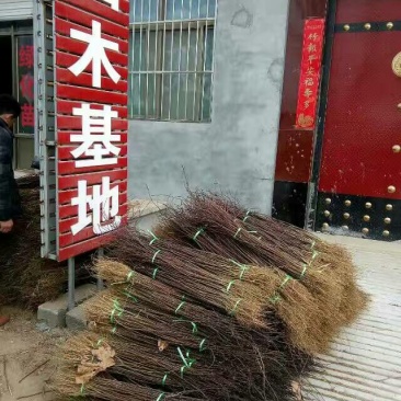 花椒苗0.5~1年，规格齐全，大量现货，可现场考察订苗