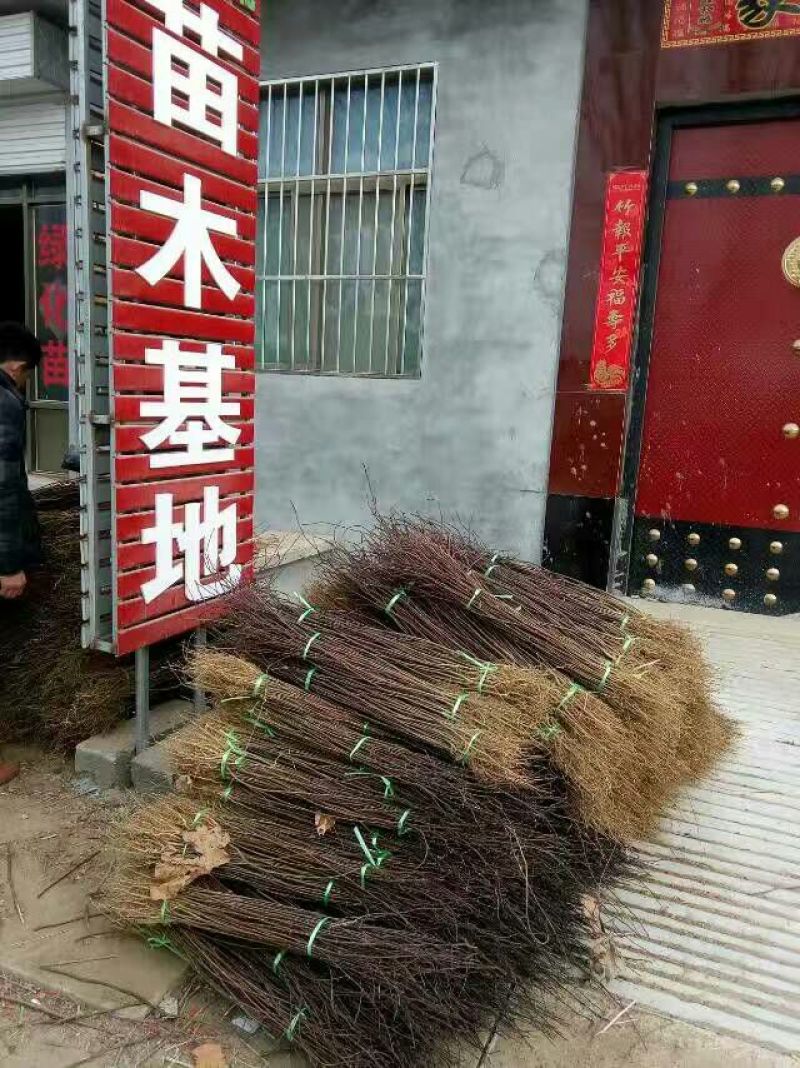 花椒苗0.5~1年，规格齐全，大量现货，可现场考察订苗