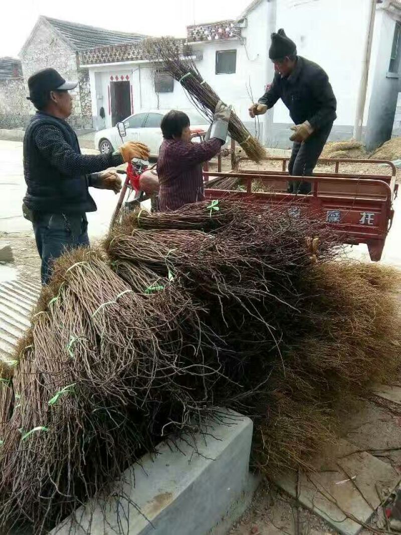 花椒苗0.5~1年，规格齐全，大量现货，可现场考察订苗