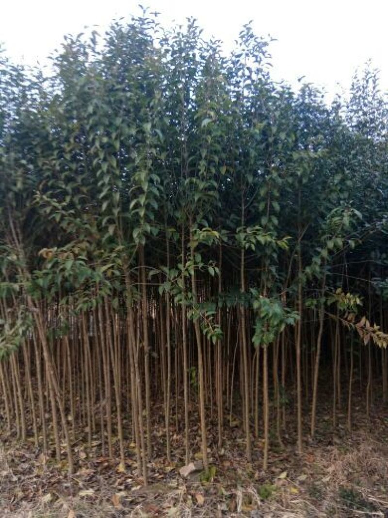 大叶女贞4cm以下