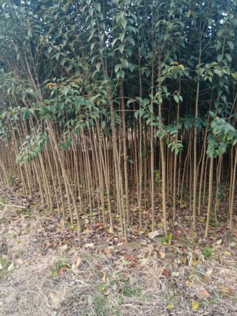 大叶女贞4cm以下