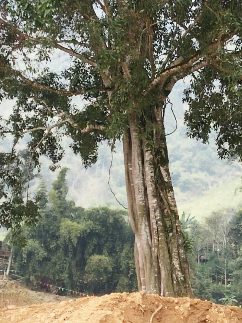 造型树